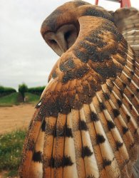 Dramatic exit owl Meme Template