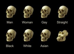 Dumb Skull Meme Meme Template