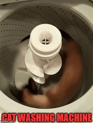 Cat Washing Machine Meme Template