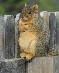 Defiant Squirrel Meme Template