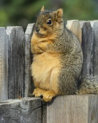 Unimpressed squirrel Meme Template