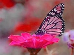 Pink Butterfly on Flower Meme Template