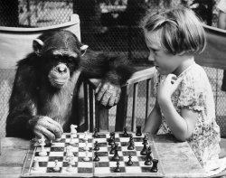 Chess  Chimp  Girl Meme Template