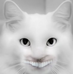 Teeth Cat Meme Template