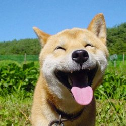smile dog Meme Template