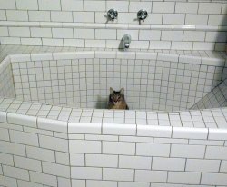 Nihilist Empty Bath Cat Meme Template