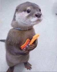 Otter holding guitar Meme Template