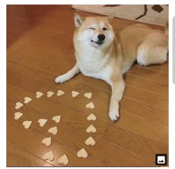 Dog heart Meme Template