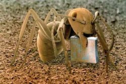 Ant with computer chip Meme Template
