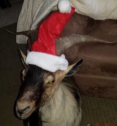 Santa goat Meme Template