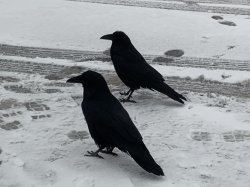 Two Crows Meme Template