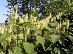 Japanese knotweed Meme Template