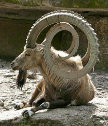 satanic goat horns Meme Template
