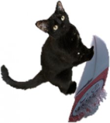 Surfin' Cat Meme Template