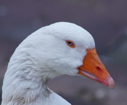 MeanDuck Meme Template