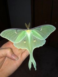 Luna Moth Meme Template