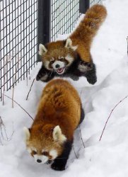 Red panda Meme Template