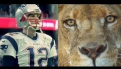 Brady the Lion Meme Template
