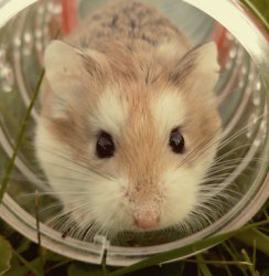 Gerbil1 anything i can do Meme Template