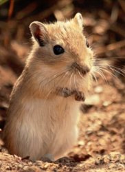 Gerbil4 anything important fb Meme Template