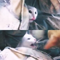 Gato blanco enojado 2 (Polito) Meme Template