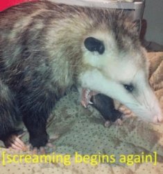 Opossum screaming Meme Template