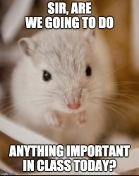 Gerbil4 anything important fb Meme Template