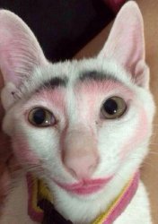 this cat with makeup Meme Template