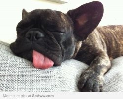 Exhausted Frenchie Meme Template