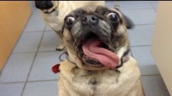 Surprised Pug Meme Template