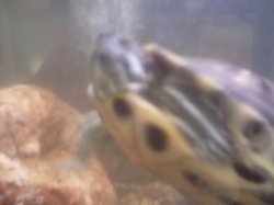 Blurry Turtle Meme Template