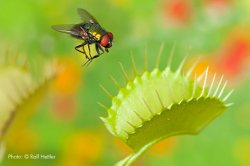 Venus flytrap with fly Meme Template