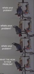 What's your problem? Parrot. Meme Template