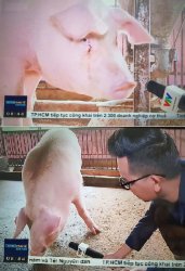 piggy interview Meme Template