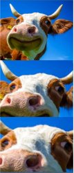 Bad Pun Cow Meme Template