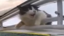 Wing Cat Meme Template