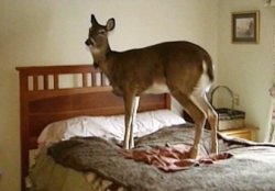 deer on a bed Meme Template