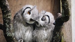 Owls in love Meme Template