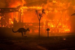 Australia bushfires w/ sad kangaroo Meme Template