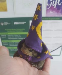 Wizard toad Meme Template