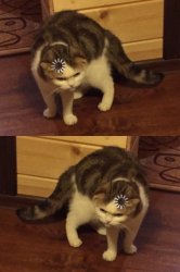 Two loading cats Meme Template