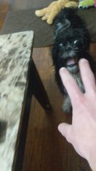 Hand vs Dog Meme Template