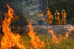 Brush Fire Meme Template