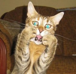 ohnoKITTY Meme Template