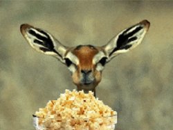 Deer Eating Popcorn Meme Template