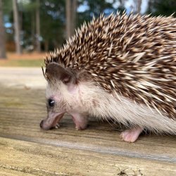 Yelling Hedgehog Meme Template