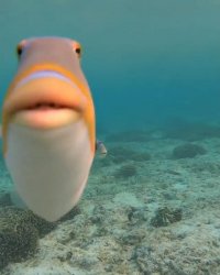 orange fish staring at camera Meme Template