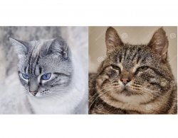 Expectations VS Reality Cats (un-messed up) Meme Template