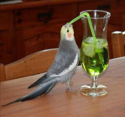 Bird drinking green juice Meme Template