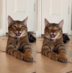 laughing kitten Meme Template